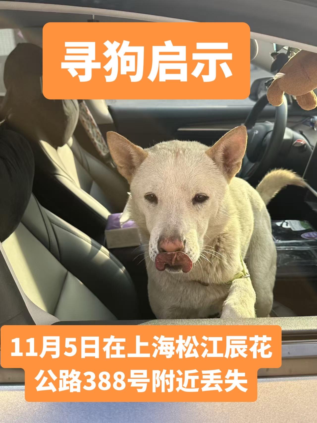 于11月5日上午十点左右在上海松江辰花公路388号附近丢失爱犬，如有好...