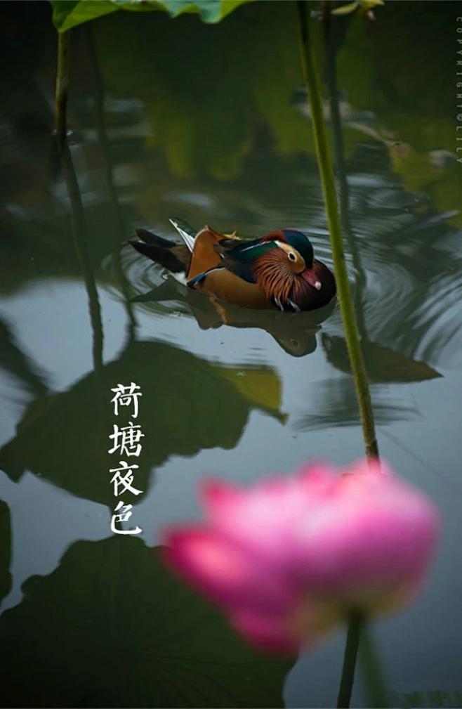 今日「大暑」《月令七十二候集解》中说：暑，热也，就热之中分为大小，月初为小，月中