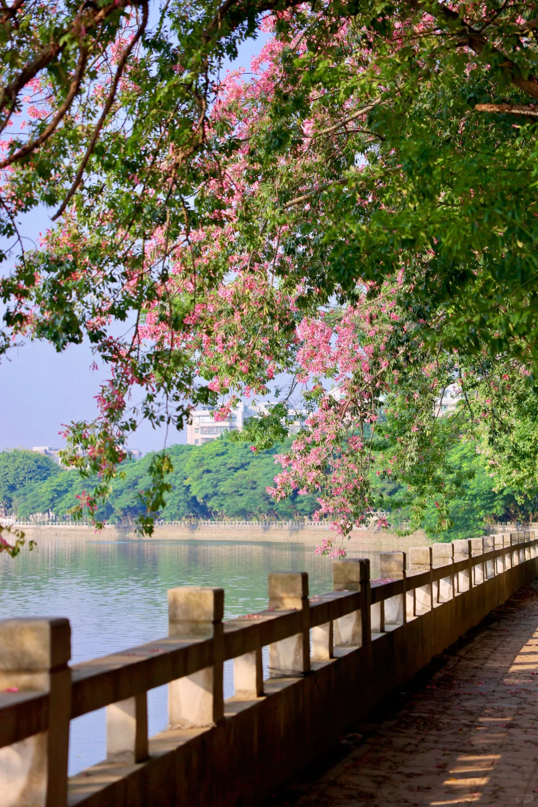 广州！你又到了漫画异木棉季节！🌸（10.8实拍）