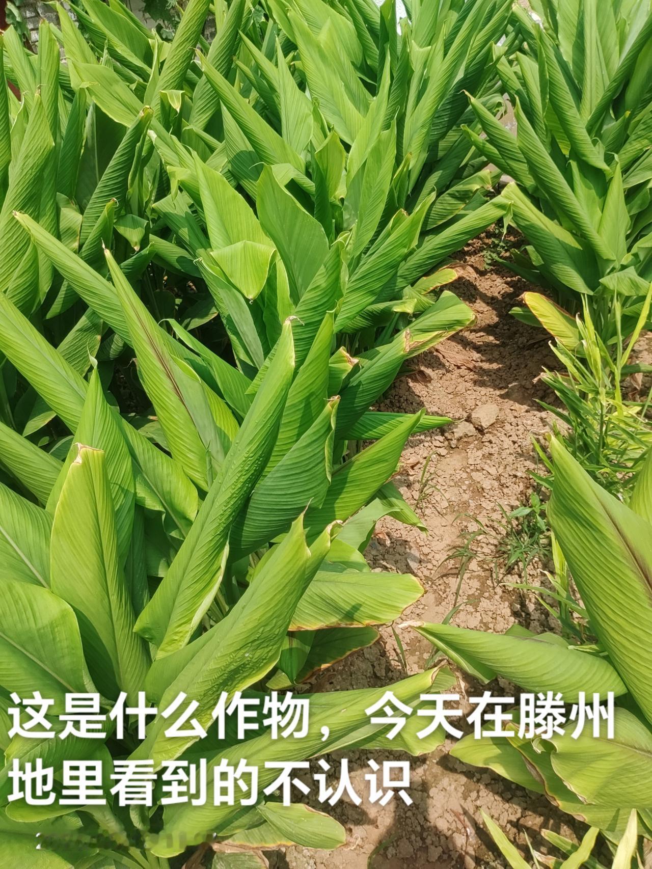 这是美人蕉吗，在山东滕州张汪镇农田里看到的，有没有网友认识的？