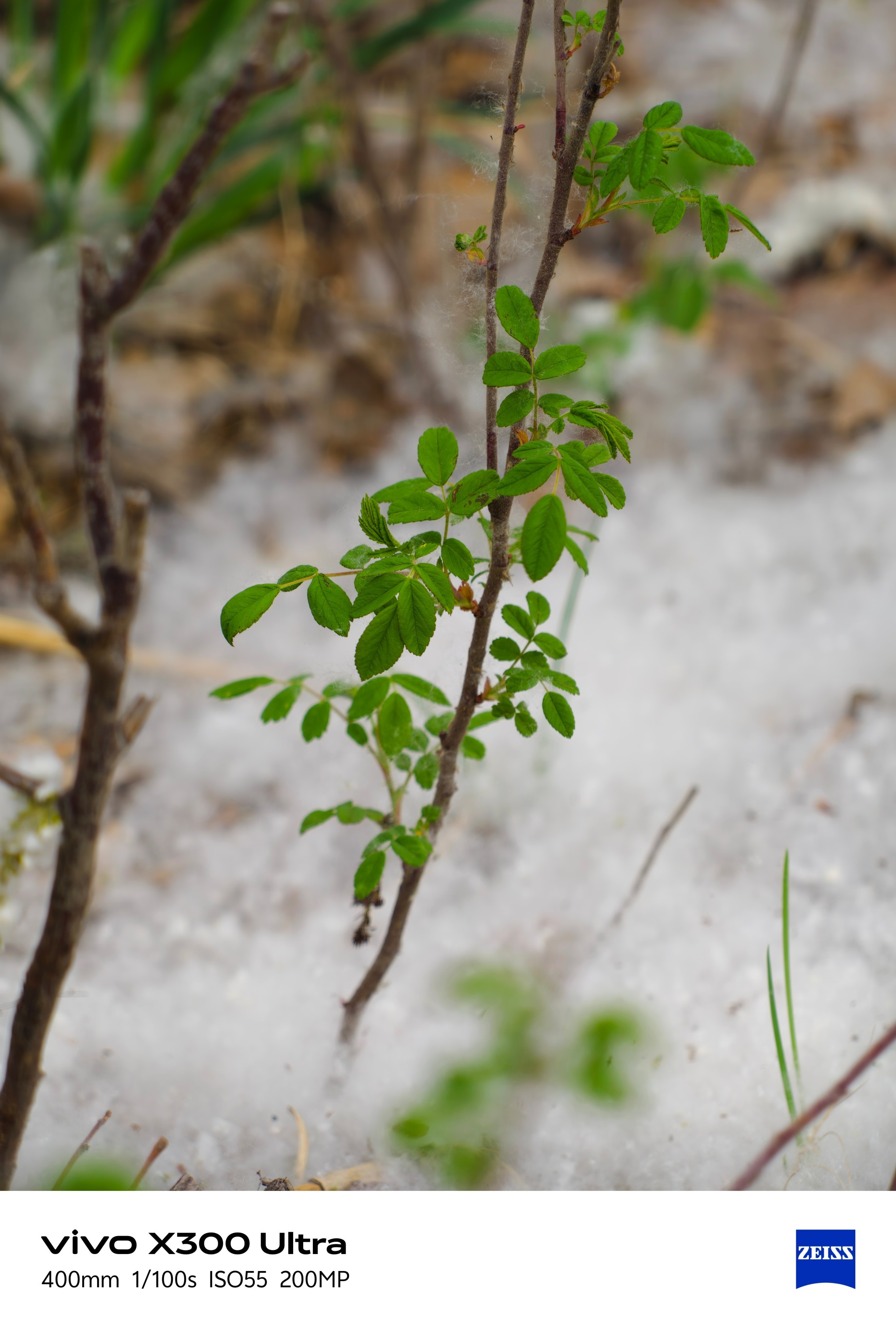 兄弟们下雪了❄️？vivo X300 Ultra vs X200 Ultra！两