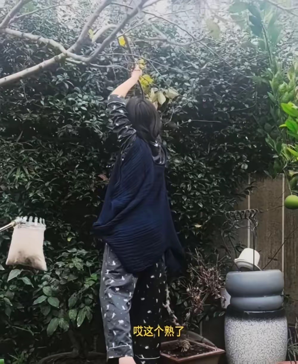 38岁倪妮穿着睡衣脚踩拖鞋登高爬树摘柿子，活人感好强。 ​​​