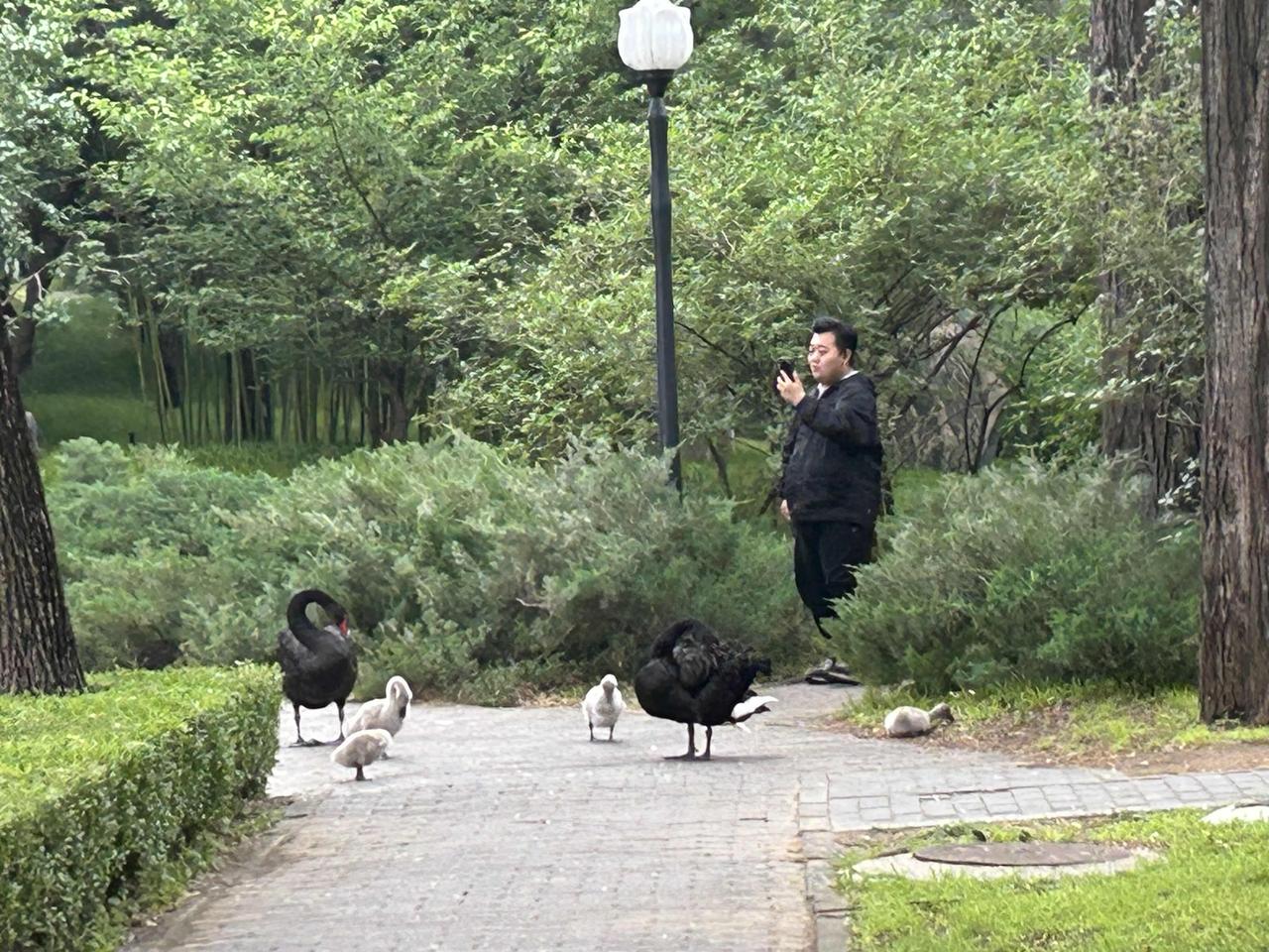 5月15日，北京的天气阴沉，黑天鹅一家正在湖边小憩，一个摄影爱好者正在拍照。