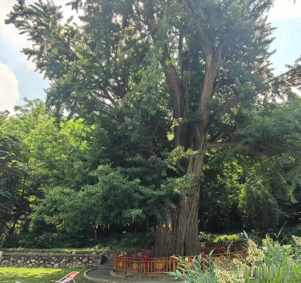 中条山随手拍:老子种树，后人乘凉！