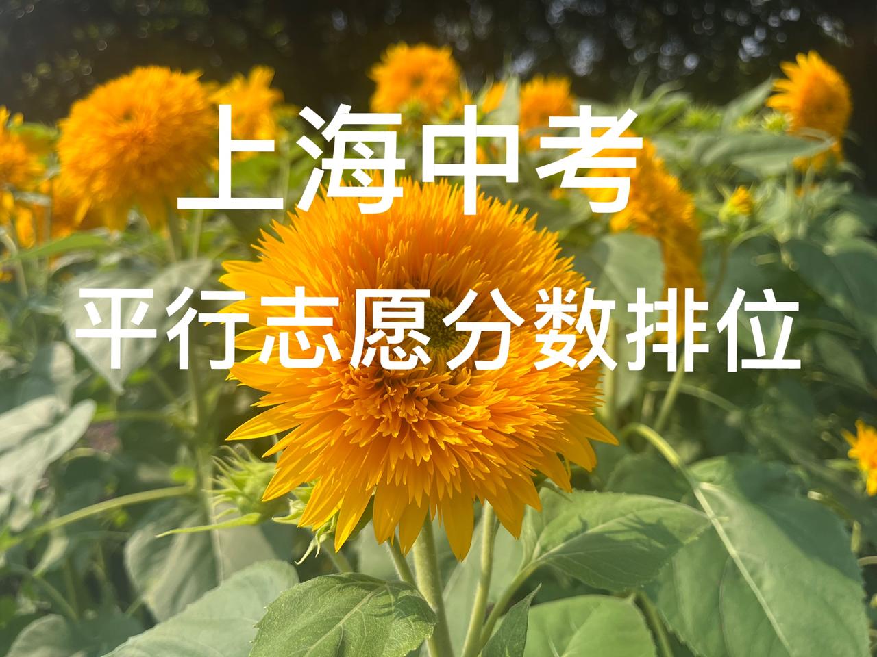 （图片来源于水印公众号）
上海 中考 浦东区中考
