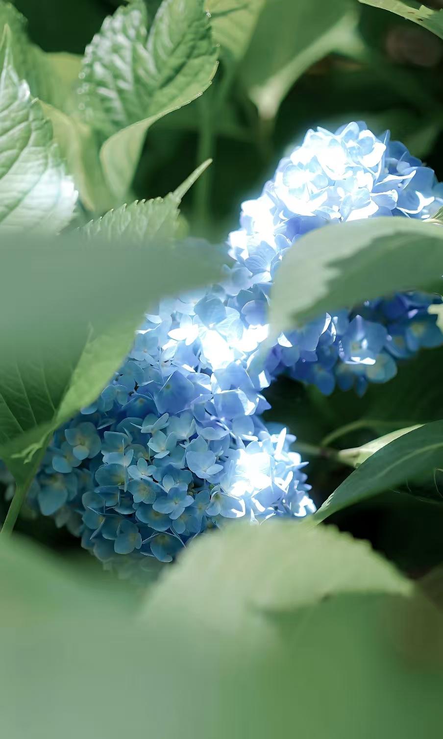 真心话茶局