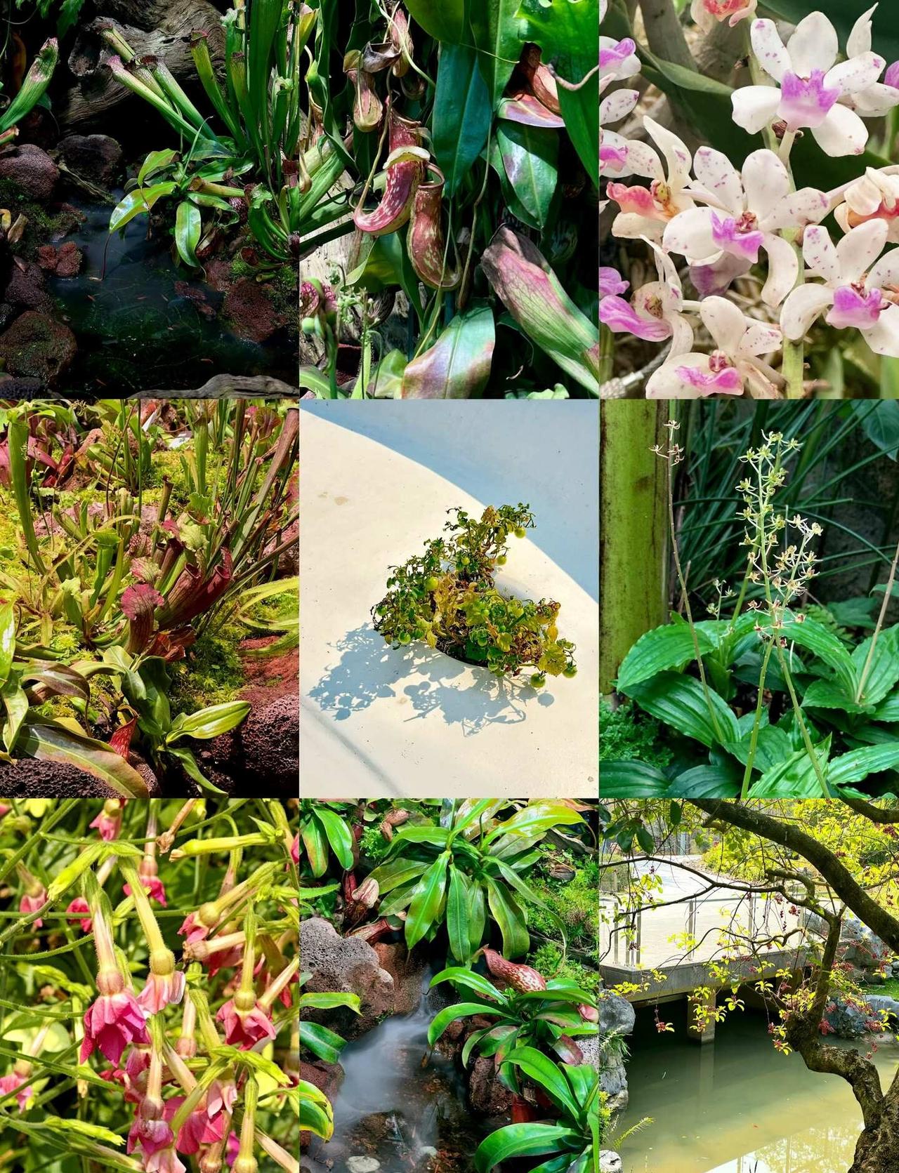 初夏去云萝植物园｜被绿色治愈的一天🍃
初夏的晴天
一个人去了云萝植物园
	
地