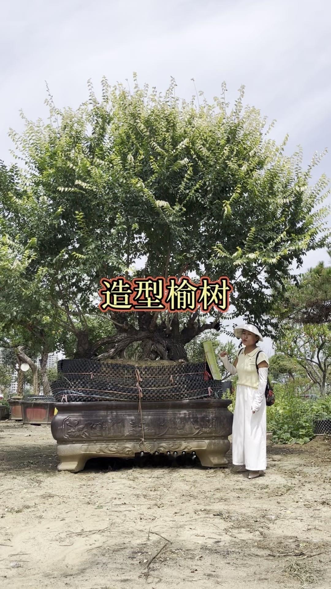 家有榆树，年年有余的说法果然没错！这棵老榆树造型独特，老味十足，从主干延伸出满满