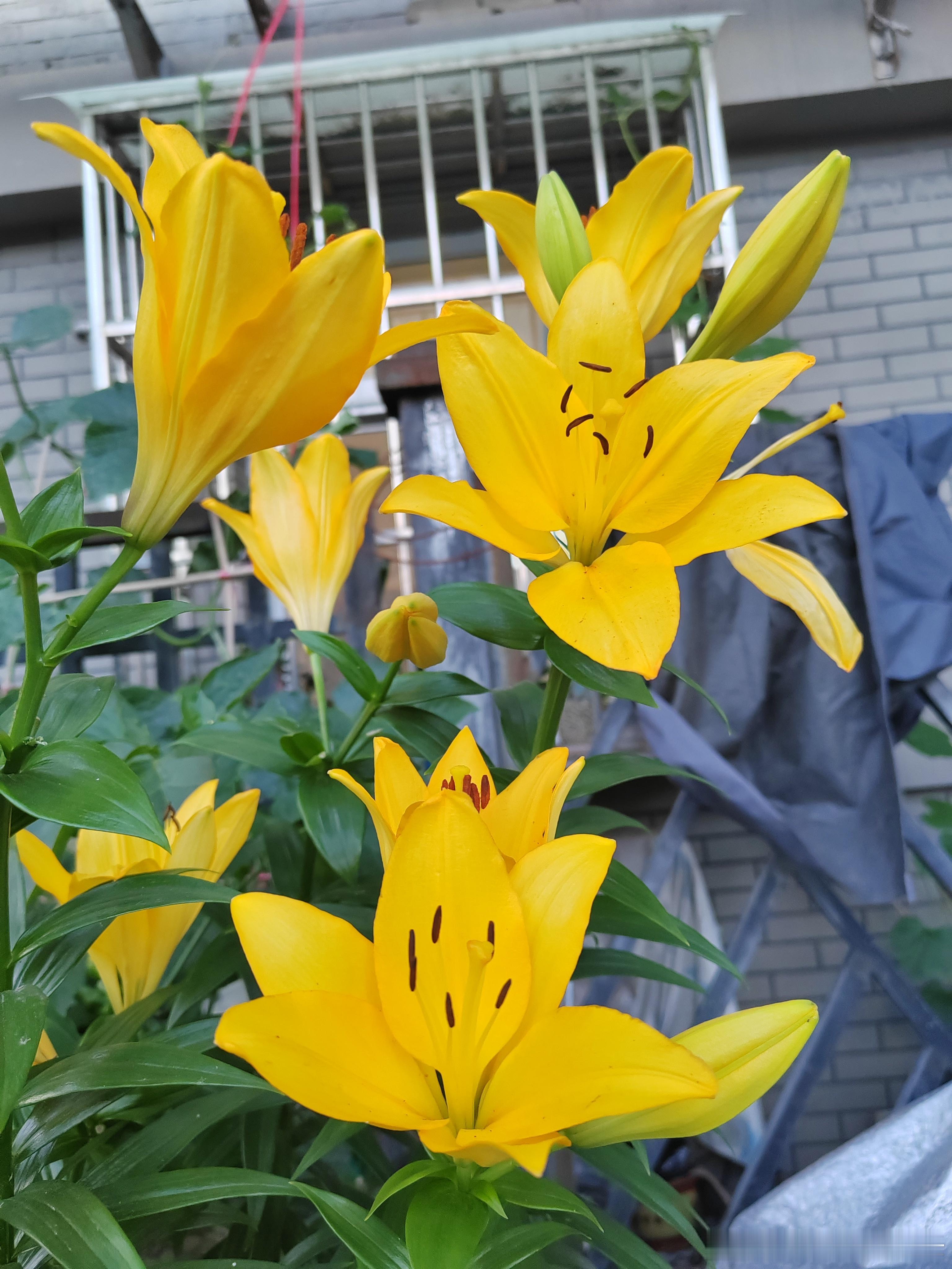 今日份的金黄浪漫原来夏天的美好就藏在这一方小院里～ 