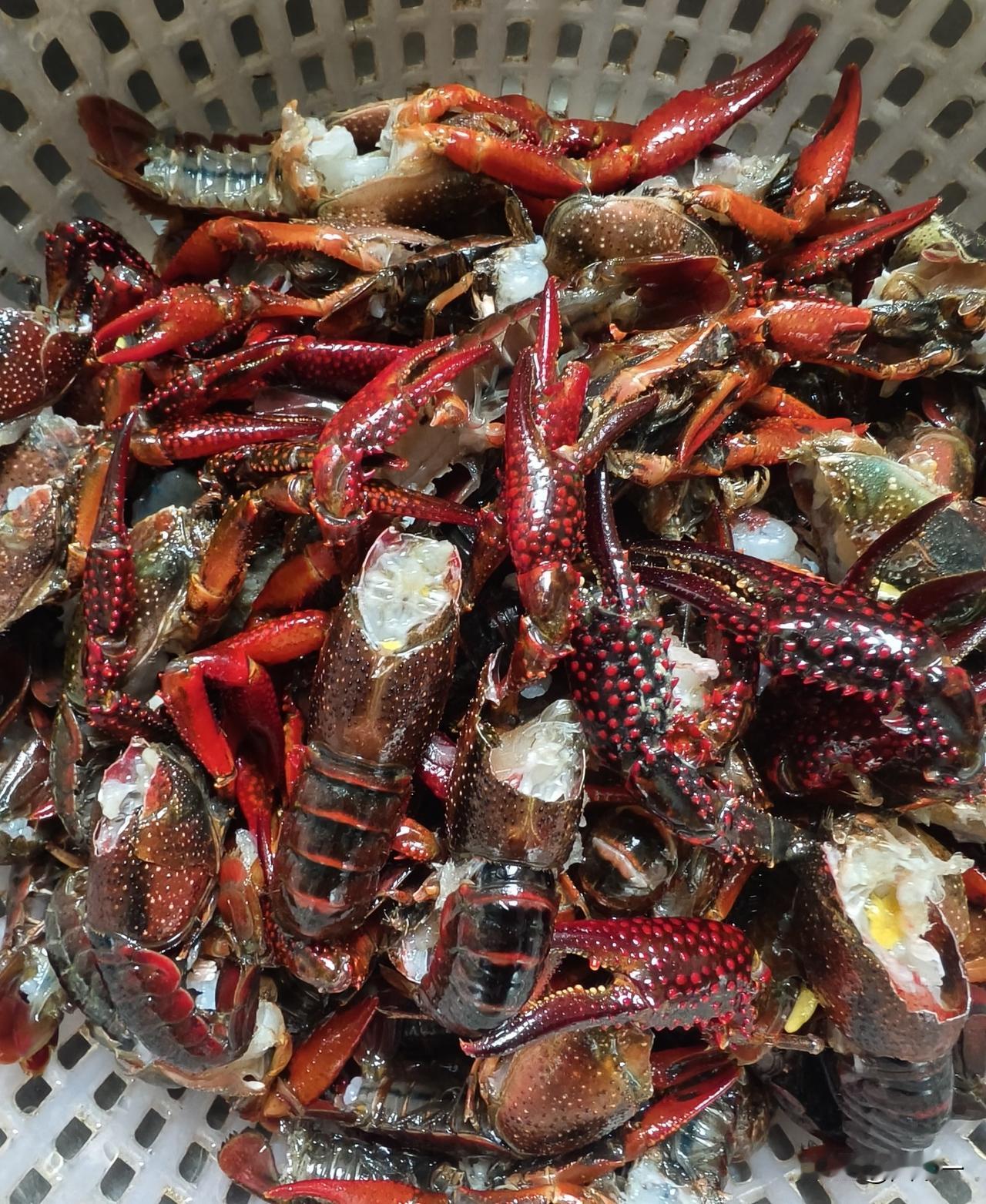 小龙虾，持续白菜价。

今天周六，又去菜市场买小龙虾，荆州地区是小龙虾的主产区，