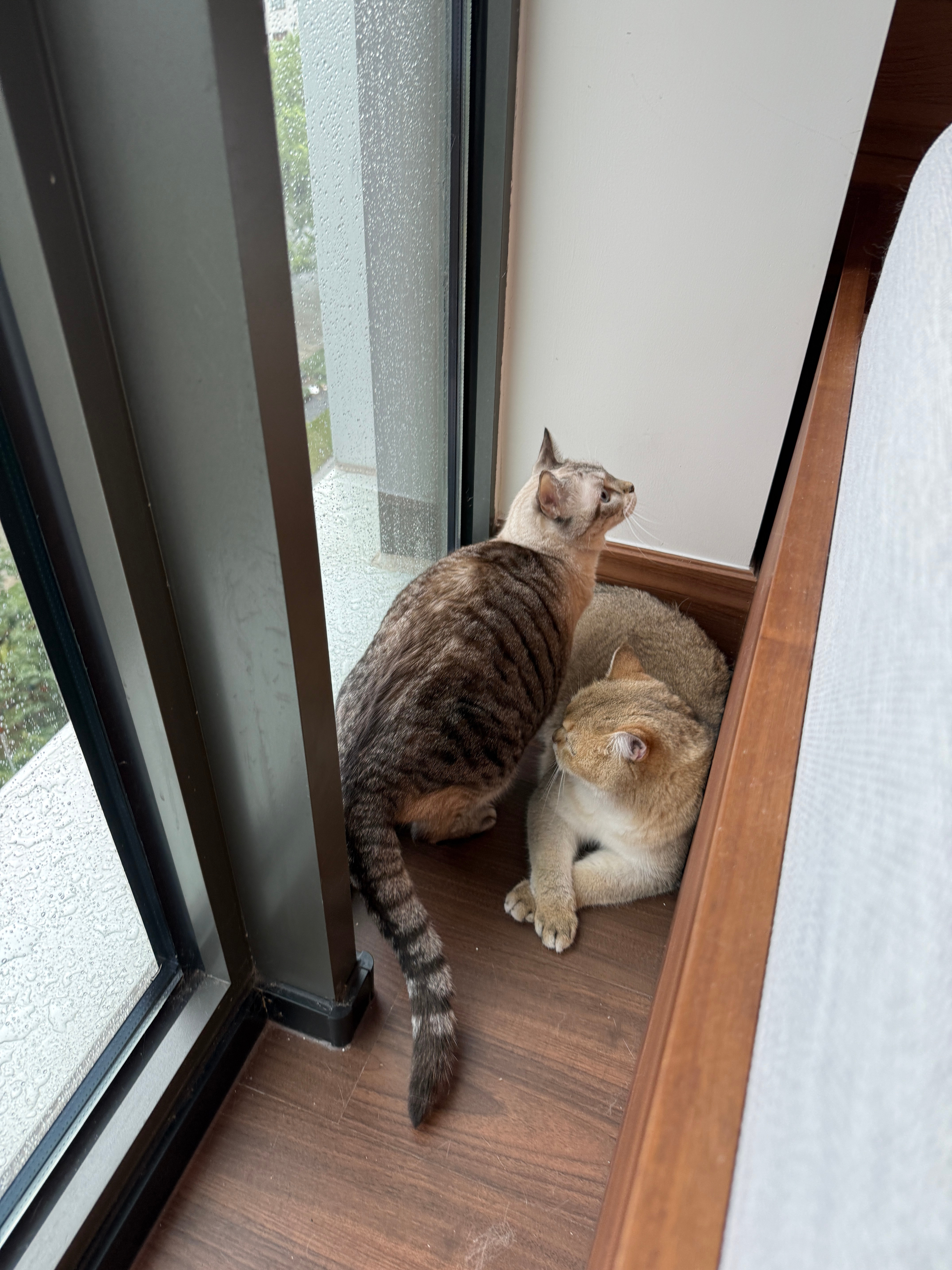 观雨小猫🐈（今天这雨也太大了…… 