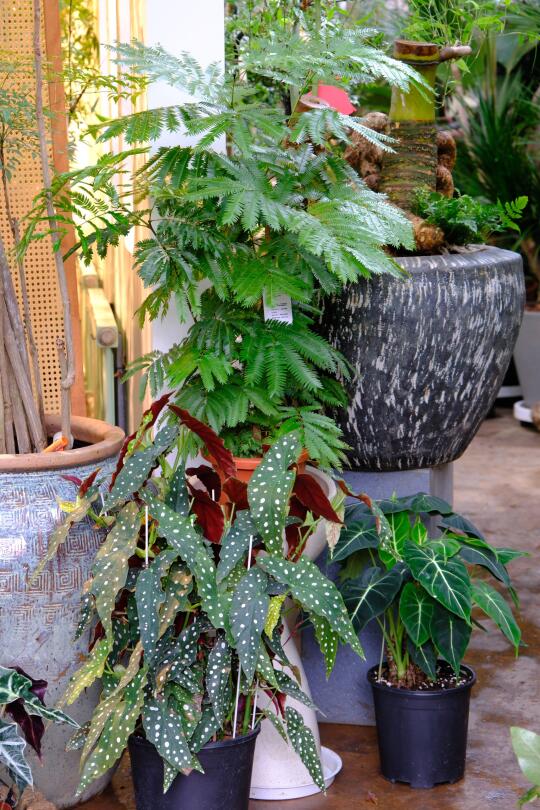绿植盆栽分享🪴🪴🪴