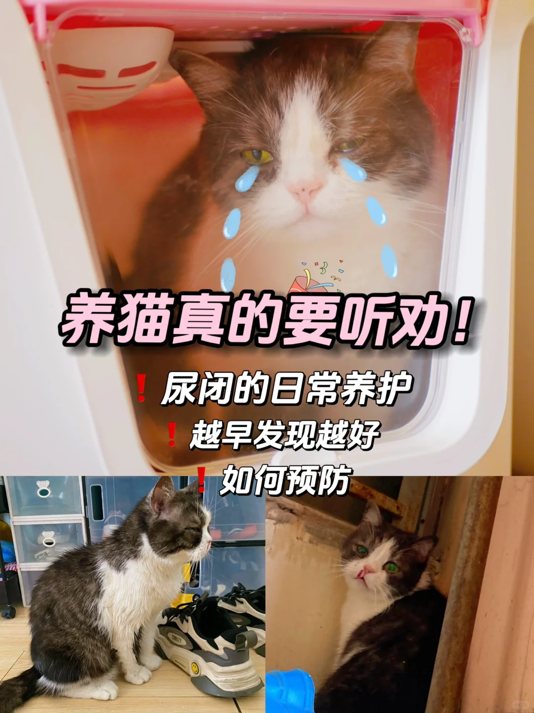 养公猫的进，要听劝！真心心疼我家猫😭！