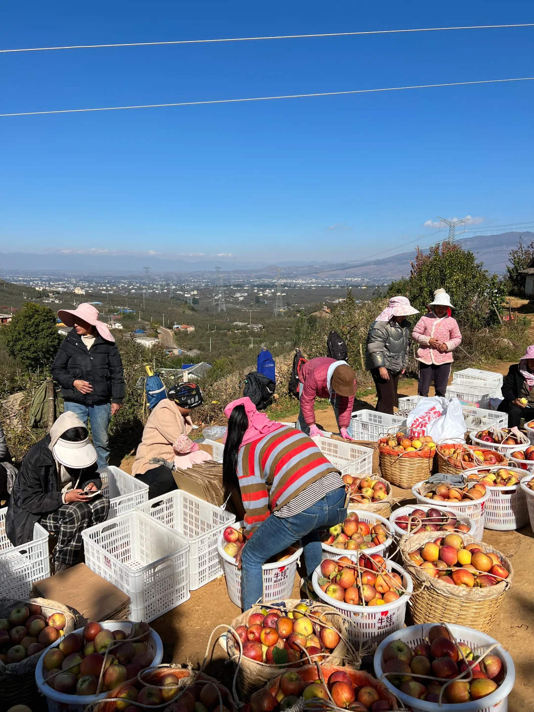 大凉山糖心苹果，最后10天发货！