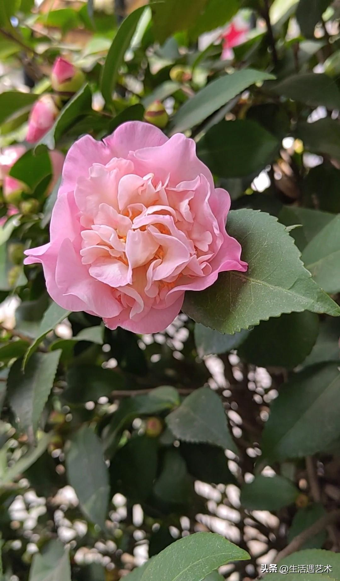 晒图笔记大赛不同的茶花
