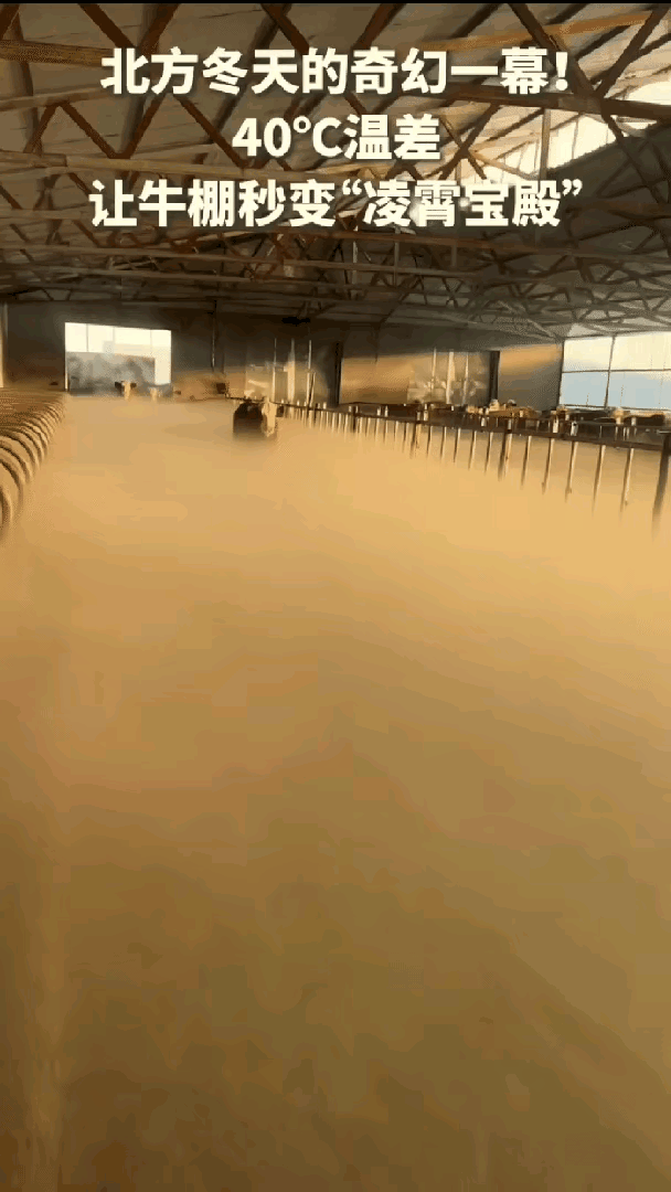 “没想到上人民日报了！”内蒙古，女子清早起来去牛棚喂牛，不料一推开门直接傻眼了，