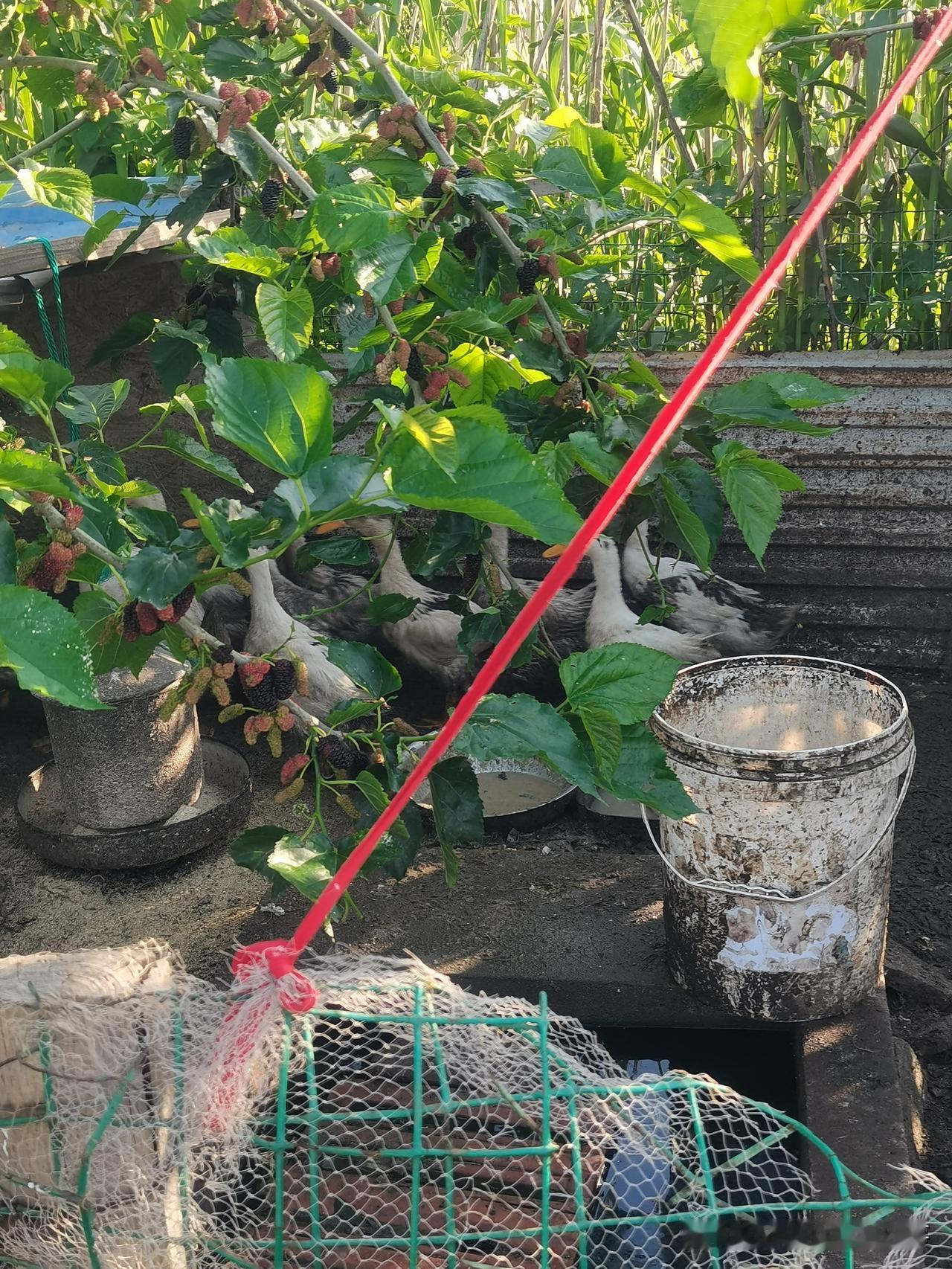 这鸭子🦆真幸福。每天都有新鲜桑葚吃。
去一个大果园套袋，看到一个鸭圈里栽了一颗