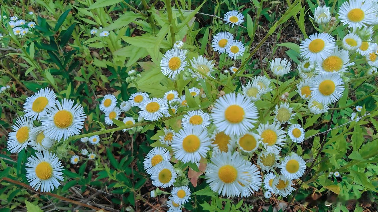 一年蓬开花，是夏日乡野最安静也最盛大的告白。那细细的白色花瓣围着金色花蕊，一朵一