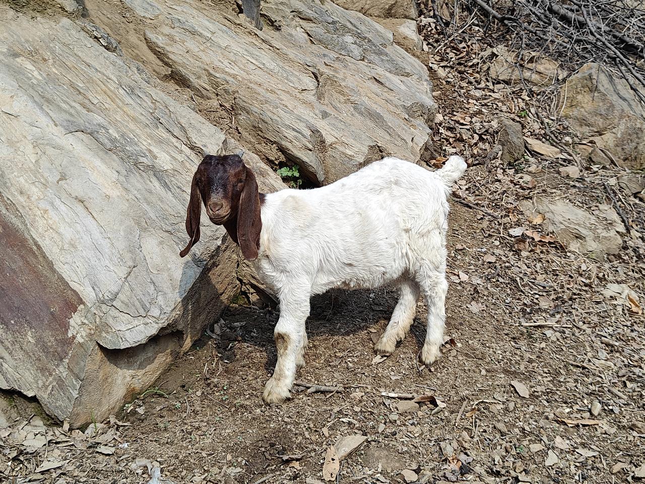 同学的田园生活，这是闻喜山水上的羊群，亲近自然，绿色低碳[送自己一朵花][送自己