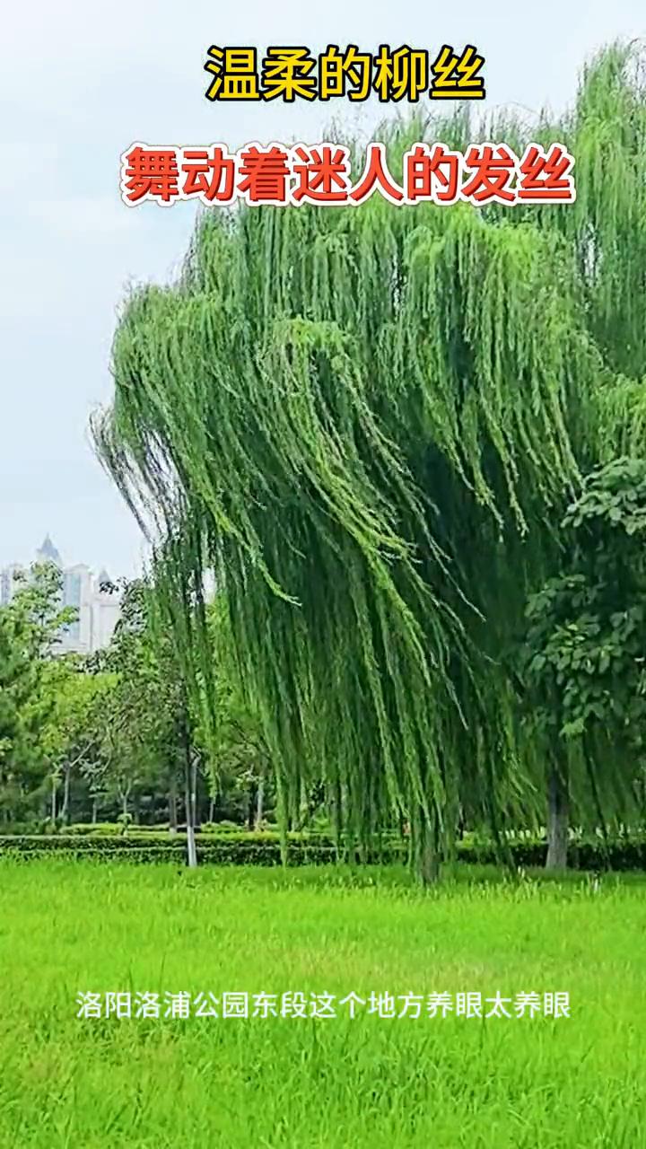温柔的柳丝舞动着迷人的发丝。洛阳洛浦公园东段这个地方养眼太养眼。