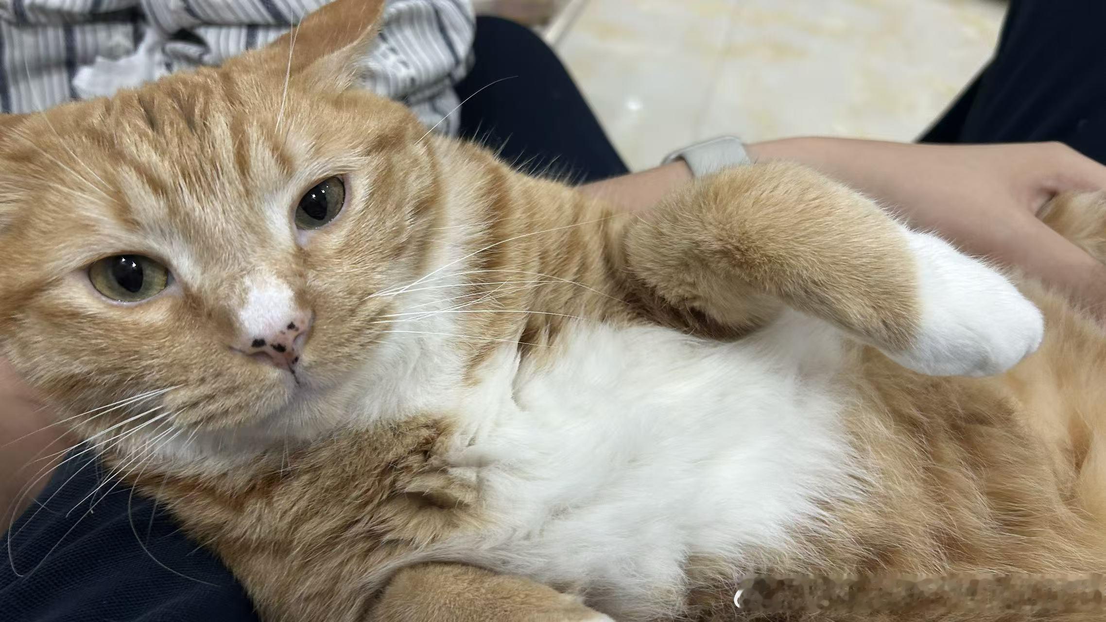 49529【丑猫】 