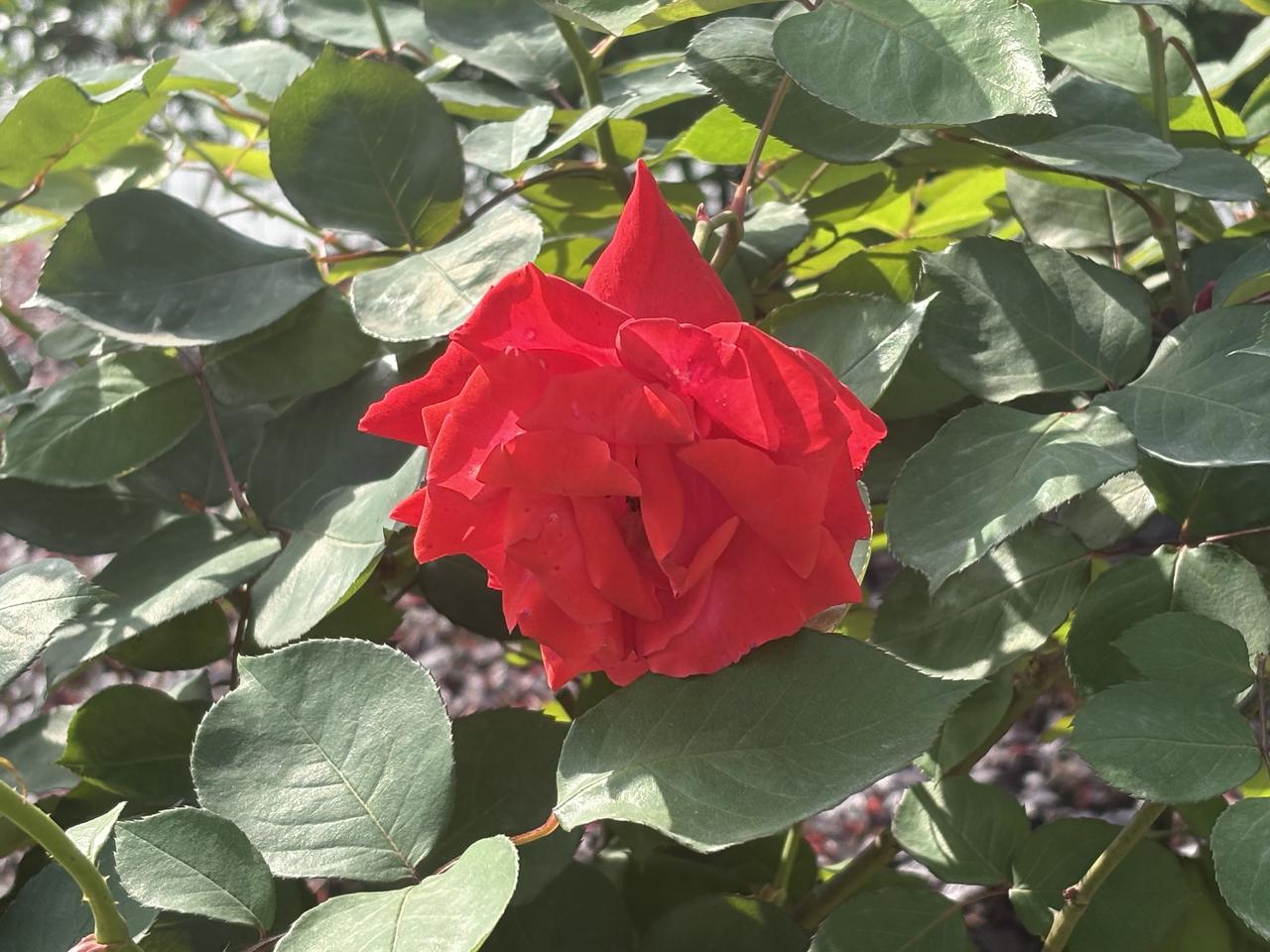 【月季】
姹紫嫣红岂独春，四时次第绽清芬。
严霜酷暑浑不惧，一片丹心照俗尘。