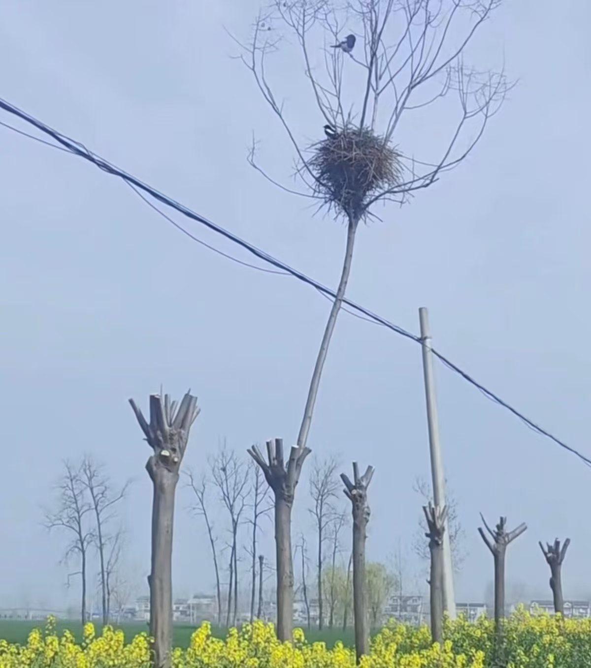 晒出你的本地生活 
真是太暖心啦！
别样的风景。
公路两旁的树木需定期修剪，以美