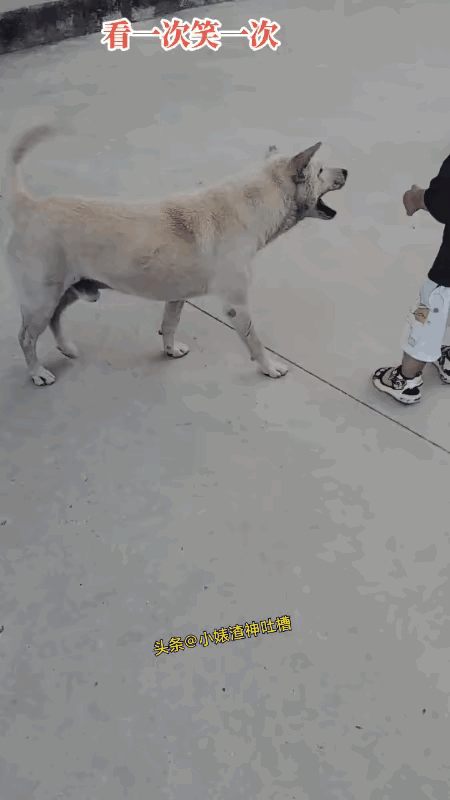 确认过眼神，是纯种的“捣蛋专业户”，拆家耍赖样样行，可爱却是附加品～