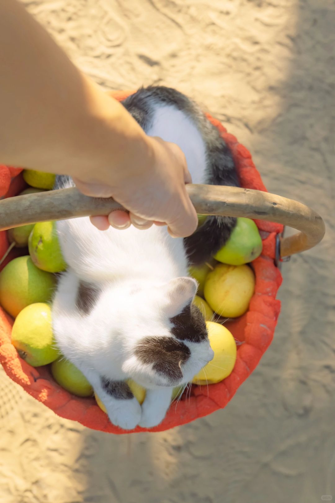 猫老板说了，这样一会压秤