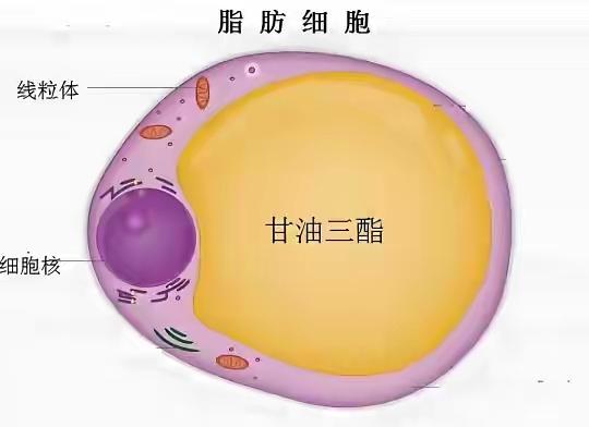 甘油三酯高于这个数，离心梗脑梗又近一步！医生建议立即服药干预

🧪 甘油三酯高