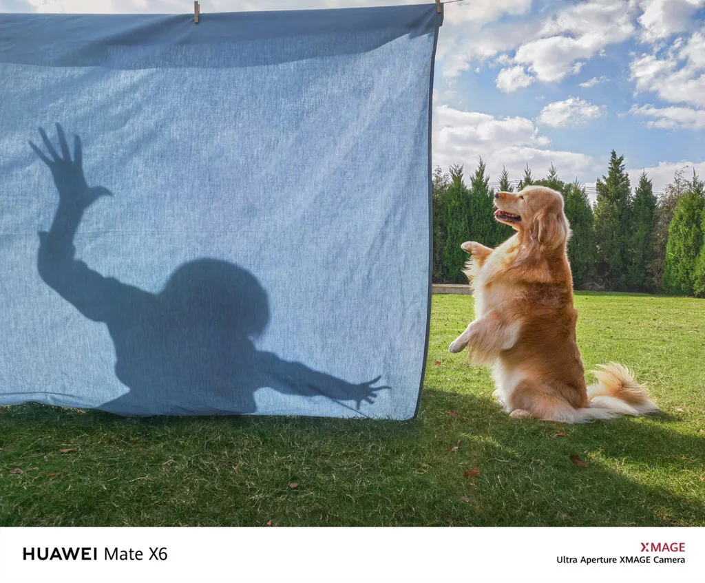 【审美提升】宠物摄影师狗哥-摄影作品解析