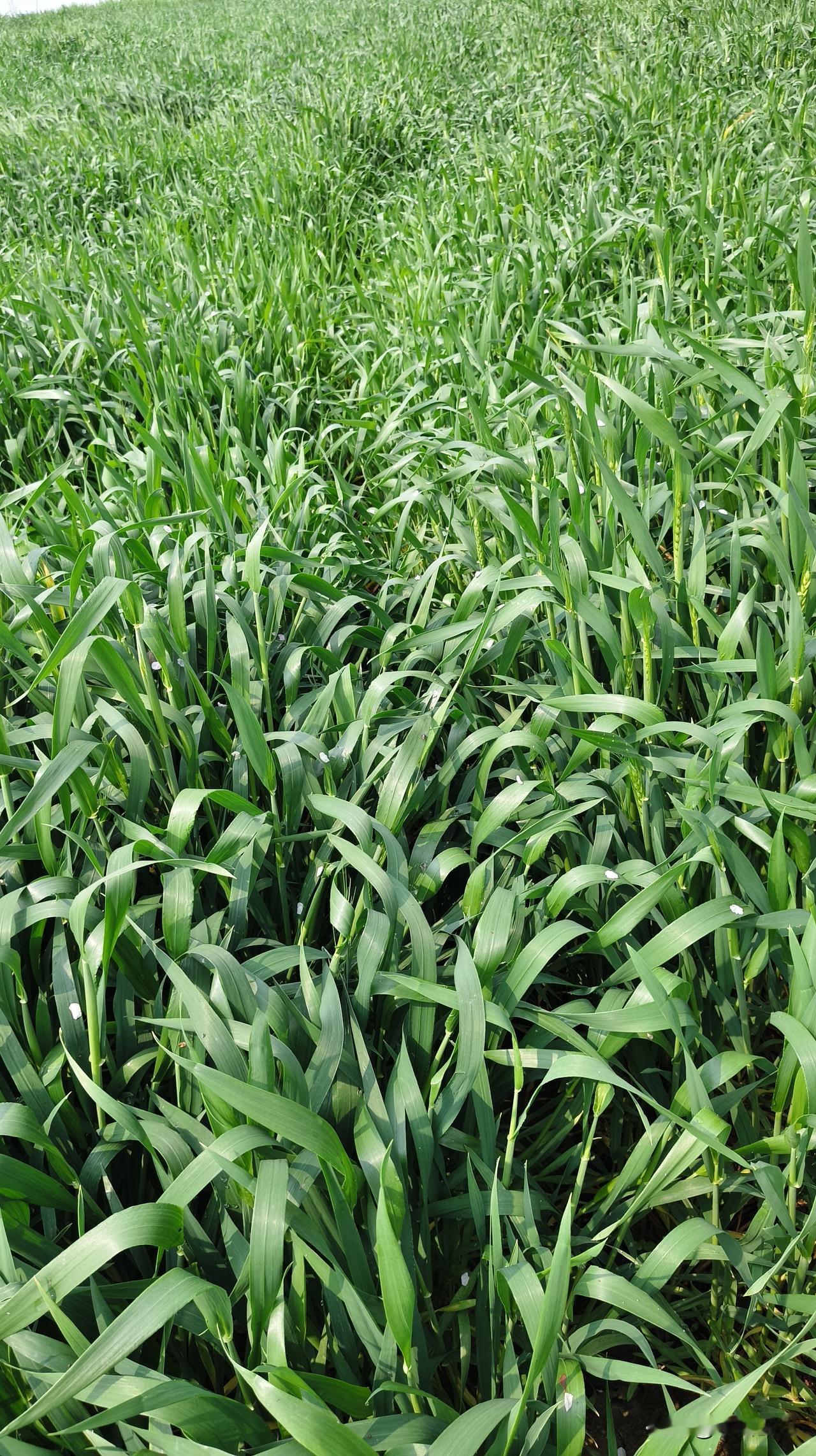 人人都记得清明是在哪天，可有多少人知道寒食节是在哪天吗？
今天就是寒食节，也就是