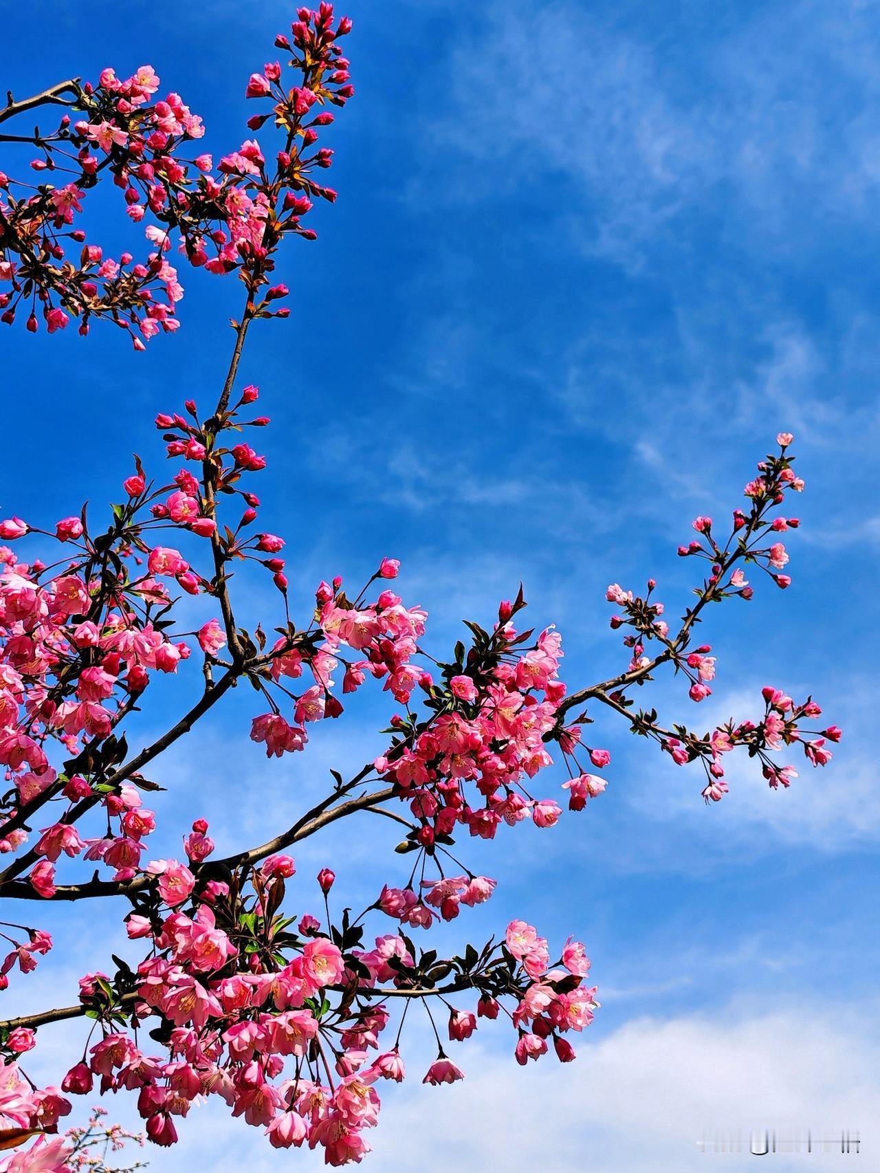 春日花开满枝头，粉黛映日色如霞。