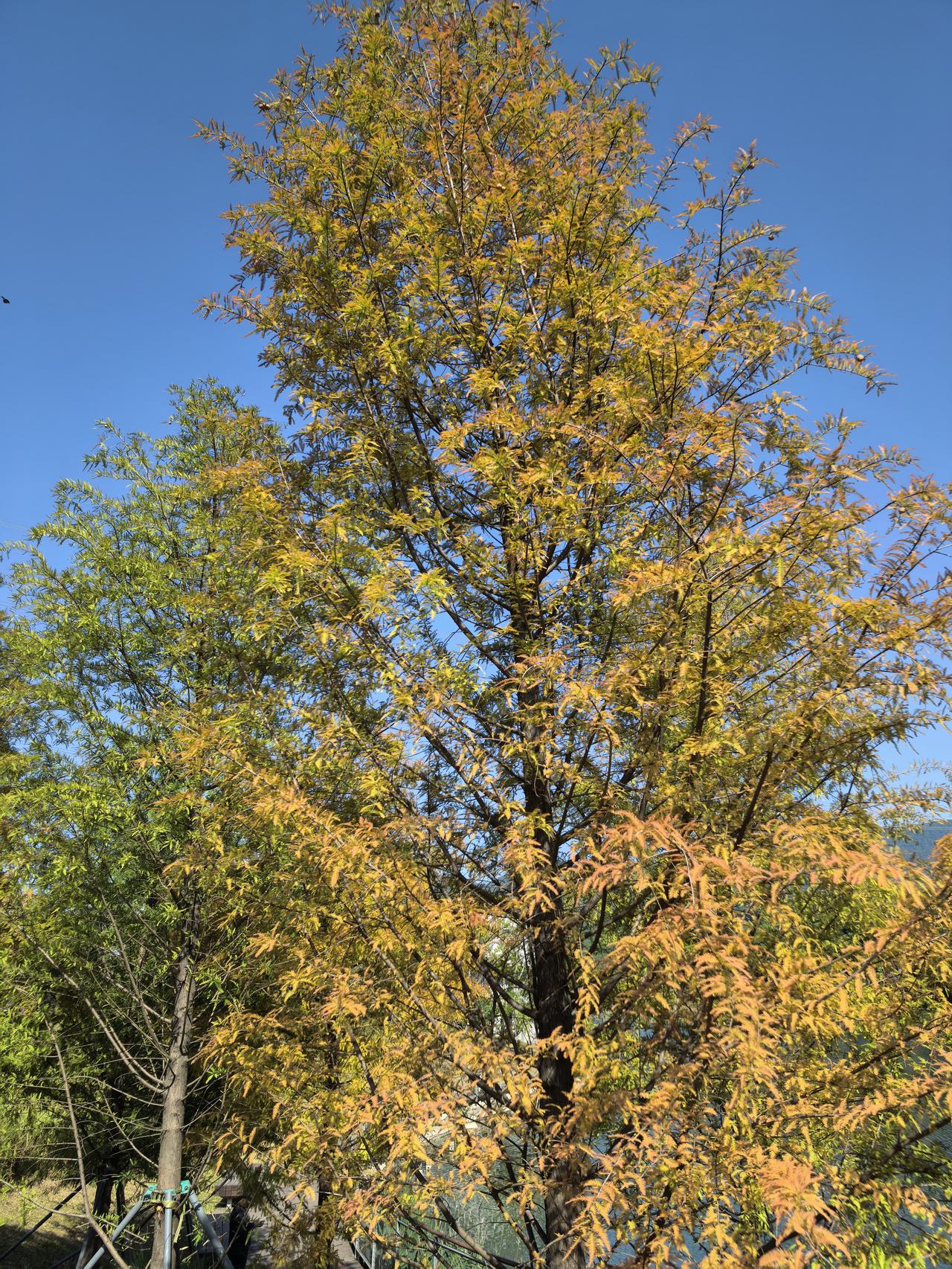 分享一张你手机里的树深深圳是否到秋天，就看湖边落羽杉。