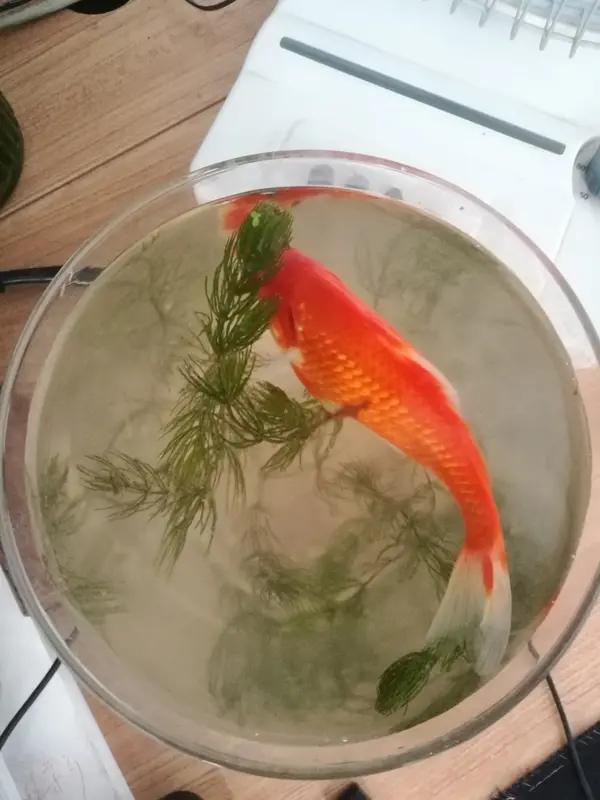 别笑！今天去朋友家，他正忙着给家里养的鱼治病。不由得感慨，现在的宠物真是把主人都