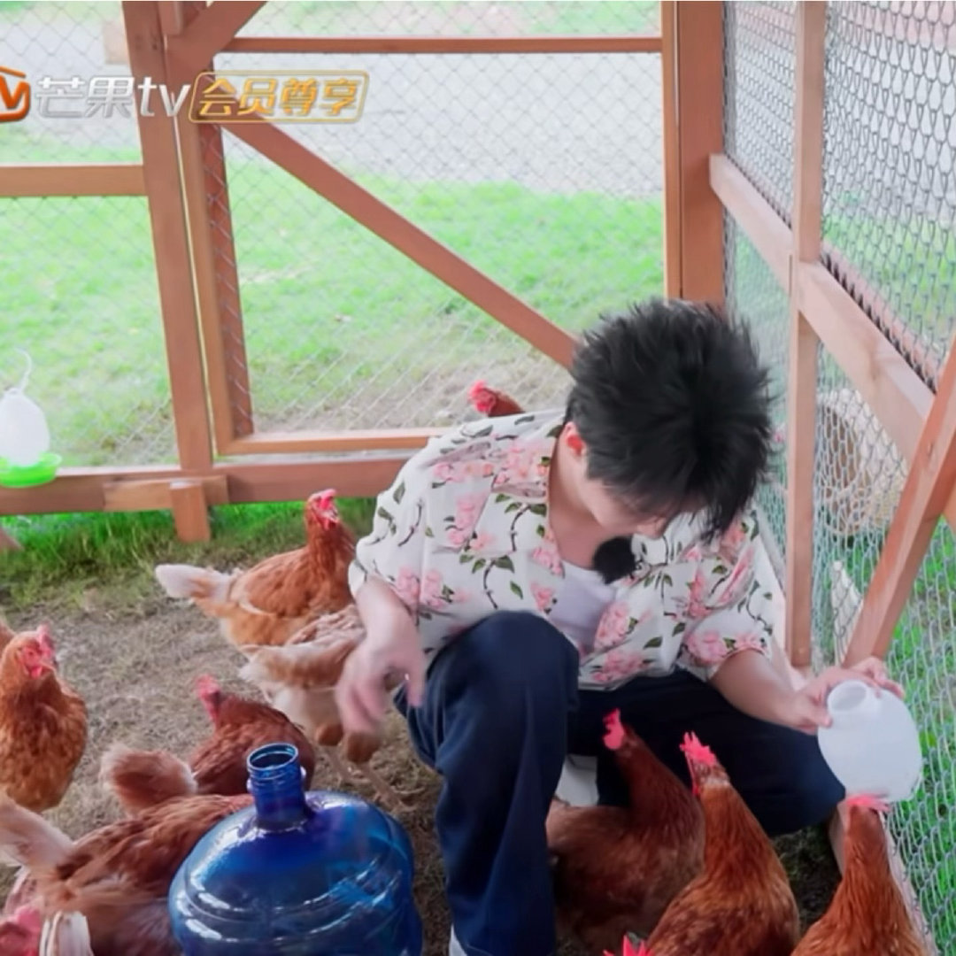 发出了王俊凯同款疑问王俊凯你这只鸡最精了简简单单的田园小插曲氛围感超好，精明小鸡