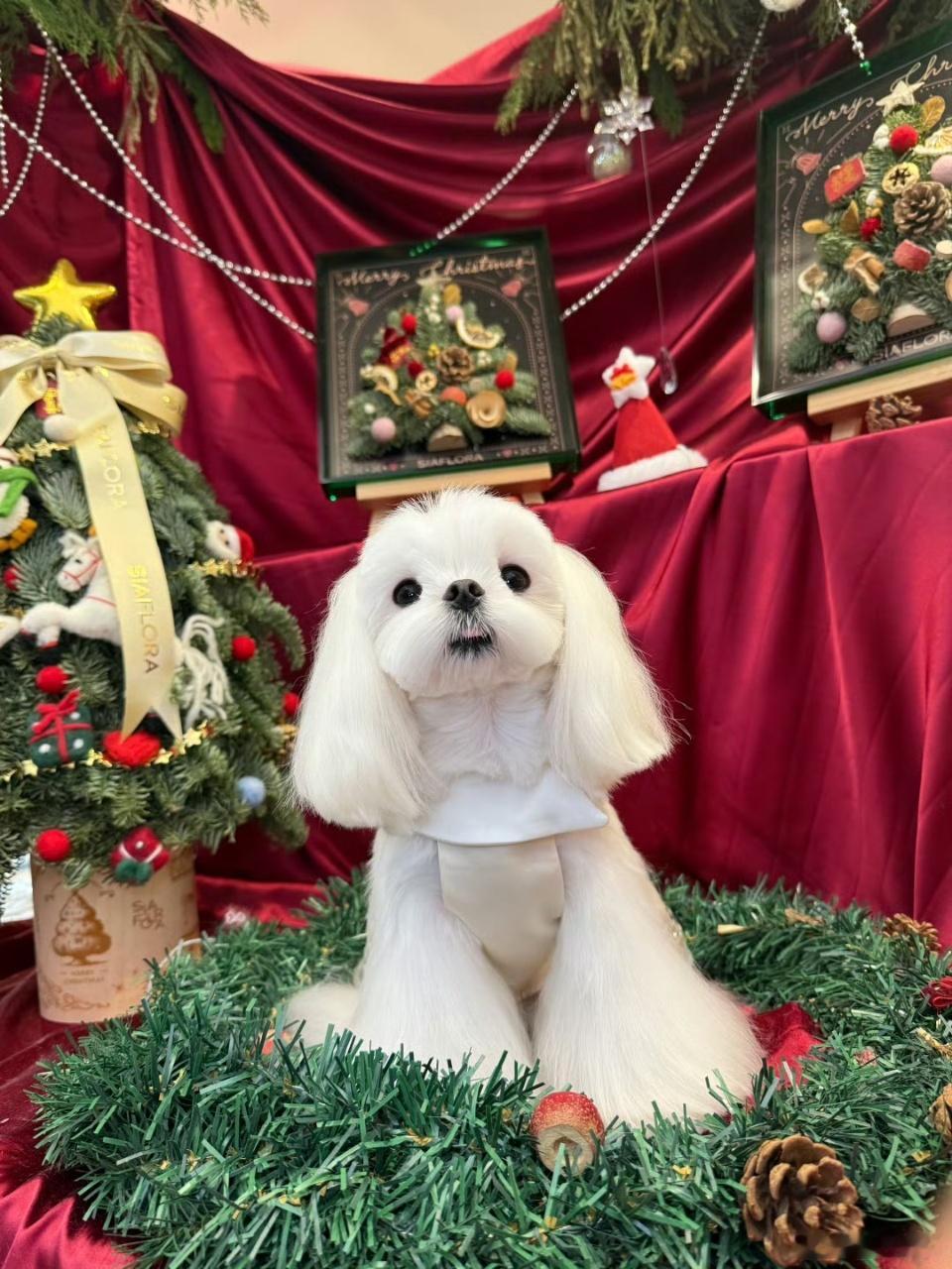 娱乐李一桐给李肉选戏服李一桐的李肉第一次演戏李一桐给李肉选戏服，呀可爱捏 