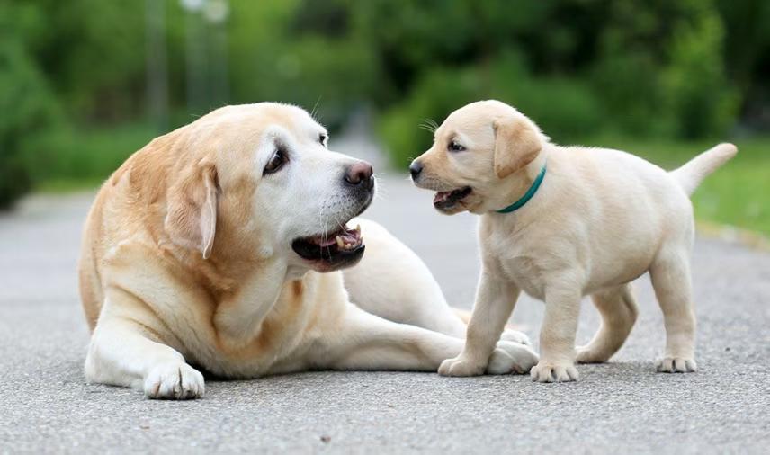 关于为汉中流浪犬猫爱心家园捐赠旧衣物被褥的倡议书
 
亲爱的爱心朋友们：
在我们