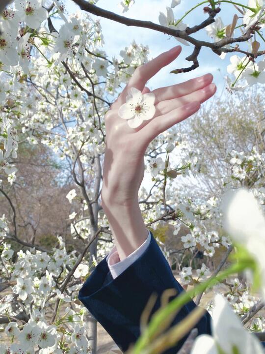 花苞绽放的声音