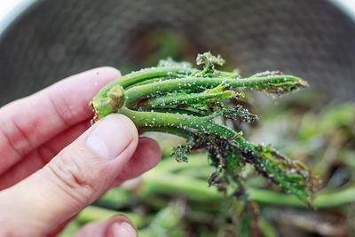 农村常见的3种野菜，可能会增加结节风险，千万别乱吃
在农村，很多人喜欢吃野菜，因