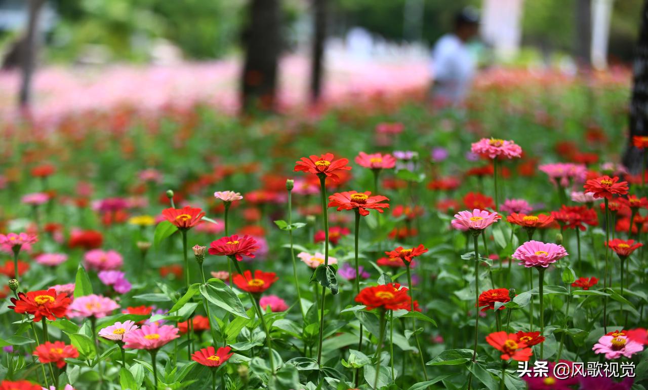 #踏青正当时#  翻阅春天的旅途，遇见三亚南山的花海。@微头条@头条摄影@头条旅