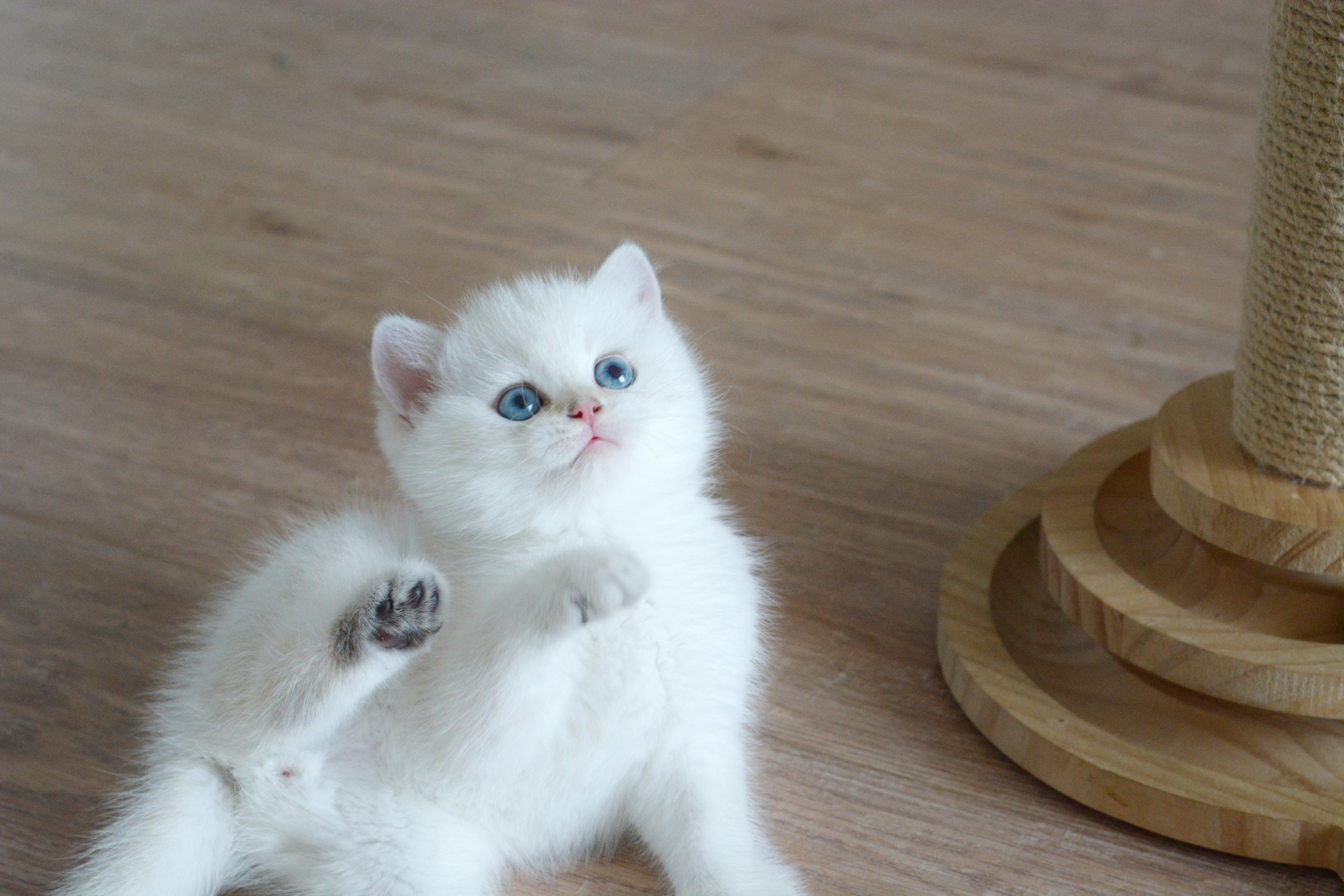 羞不羞啊你！！！#金点色##金点##英国短毛猫##英短金点色# ​​​