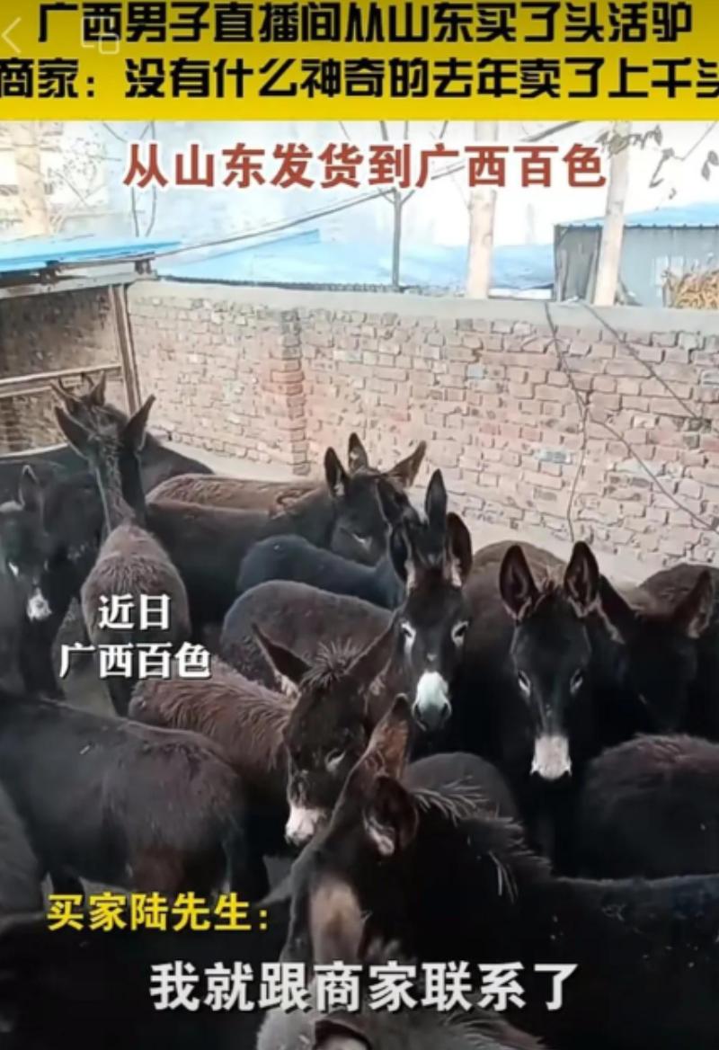 广西大叔心真大，在直播间从山东买了头活驴11000元，运费1200元， 女儿以为