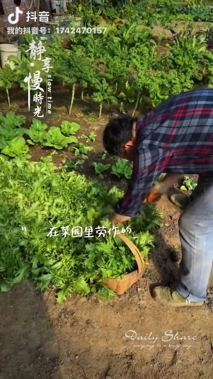在菜园里劳作的身影，满是对生活的热爱。每一次耕耘，都种下希望。愿你也有这般简单的