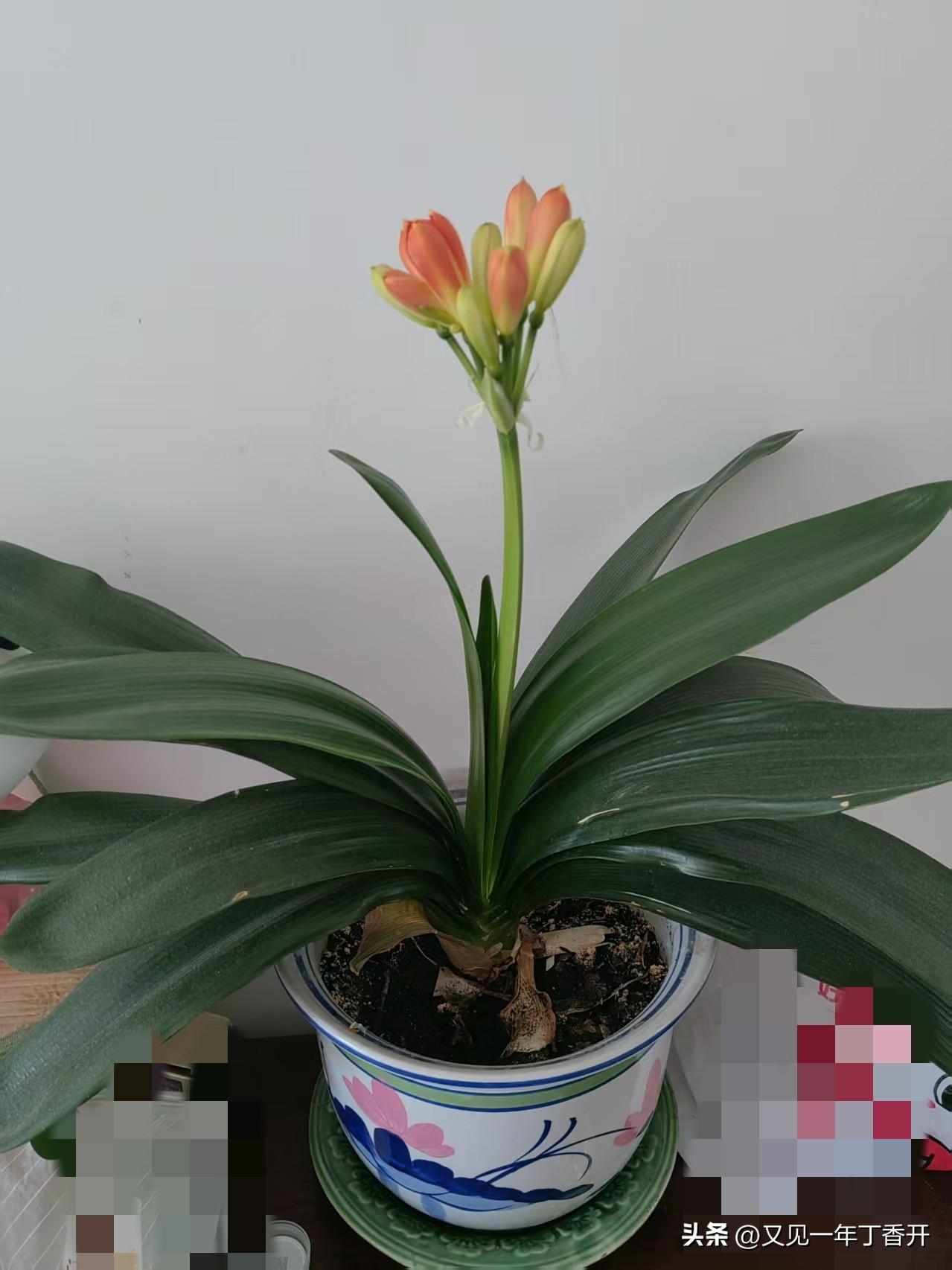 花中君子，如同我的姐妹，今天的感动是君子兰给我的

离开家一晃半年了，要办的事都