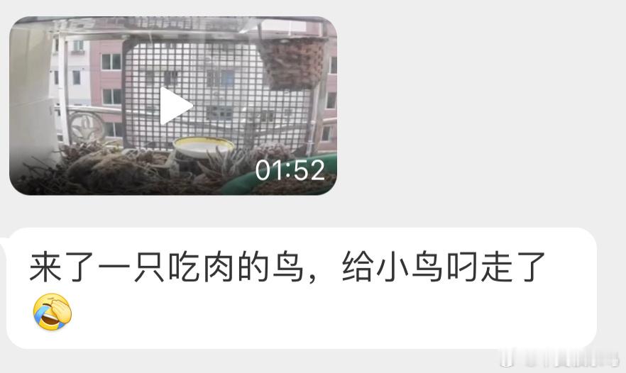 红隼又来空袭了…珠颈斑鸠-1 ​​​