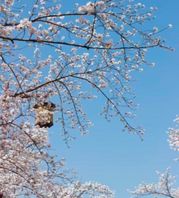 我舅公已经去世很多年了，舅婆和我们说了一件奇怪的事情：她最近这段老是梦见舅公来找