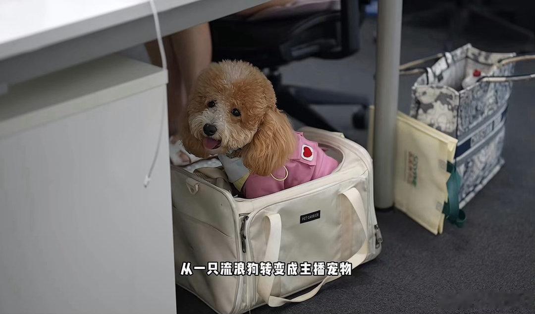 见过会带货的狗狗吗？从街边流浪小狗摇身一变直播间销冠，半年硬生生带出去三千万的狗
