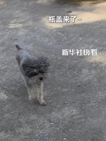 “火到新华社了！”河南一女子带着小老虎，去找它儿时玩伴小狗，谁料，小狗蹦蹦跶跑到