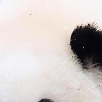 熊猫守护者 | 熊猫守护者‬ 无论生活怎么为难你，都不要放弃一如既往的努力；生命